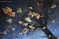 Picture Title - Autumn Resurrection II