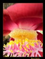 Picture Title - Exotic Flower IV