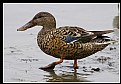 Picture Title - B86 (Northern Shoveler)