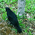 Picture Title - Black Bird