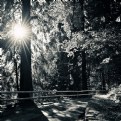 Picture Title - forest sun