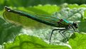 Picture Title - Banded Demoiselle 2