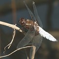 Picture Title - Libellula depressa (male)