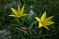 Picture Title -  Wild Tulips