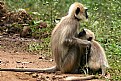 Picture Title - Mother and Baby Langoor