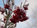 Picture Title - Frozen berries IV