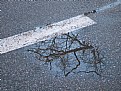 Picture Title - Street branches