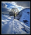 Picture Title - Sycamore Gap.