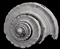 Picture Title - Shell No.2