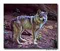 Picture Title - Mexican Wolf (A1051)