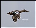 Picture Title - B89 (Northern Shoveler)