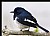 B90 (Oriental Magpie Robin)