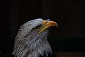 Picture Title - white-tailed eagle