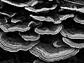 Picture Title - Fungi Abstract #2