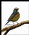 B94 (Red-flanked Bluetail)