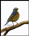 Picture Title - B94 (Red-flanked Bluetail)