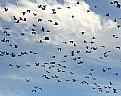 Picture Title - Sandhill Cranes 3