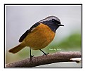 Picture Title - B95 (Daurian Redstart)