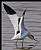 B96 (Pied Avocet)