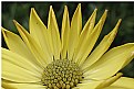 Picture Title - African Daisy Yellow