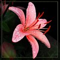 Picture Title - Another Lilly