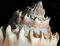 Picture Title - Spiny Conch Shell