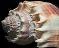 Picture Title - Spiny Conch Shell II