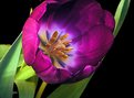 Picture Title - Tulip