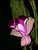 Cattleya Orchid`s Flower