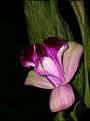 Picture Title - Cattleya Orchid`s Flower