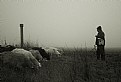 Picture Title - The Good Shepherd