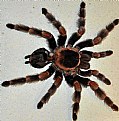 Picture Title - Red Kneed Tarantula