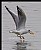 B97 (Black-headed Gull)