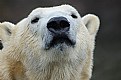 Picture Title - Polarbear