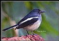 Picture Title - B98 (Oriental Magpie Robin)