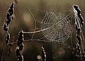 Picture Title - SpiderWeb