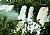 Trees & Falls