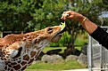 Picture Title - Hungry Giraffe