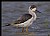 B100 (Black-winged Stilt)