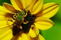 Picture Title - helianthus debilis and agapostemon virescens