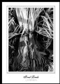 Picture Title - ** BW Reeds **