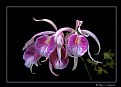 Picture Title - Brassocattleya (s1552)