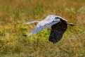 Picture Title - Great Blue Heron