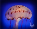 Picture Title - another jelly