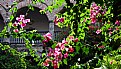 Picture Title - Flowers at the Convent