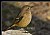 B103 (Daurian Redstart - Female)