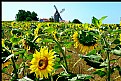 Picture Title - windmill in working condition