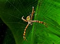 Picture Title - spider