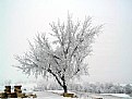 Picture Title - Foggy-Frosty-Morning