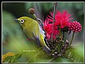 Picture Title - B106 (Japenese White-eye)